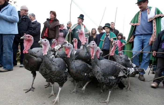 Turkeys, mushrooms, antiques, old books… Five ideas for outings for this weekend in the Dordogne