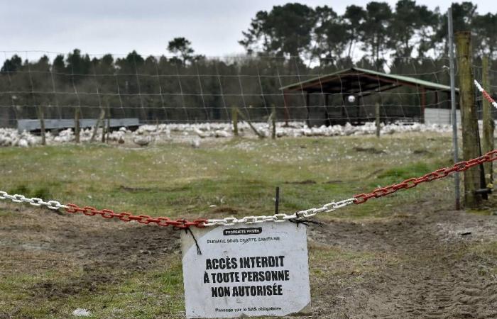 Avian flu: risk raised from “moderate” to “high” in France