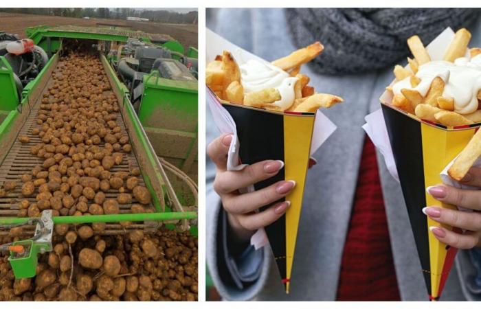 The Belgian Fry: a must despite the trials of the harvest