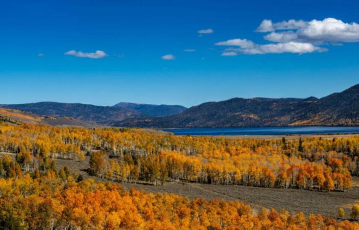 Discovering Pando, the oldest forest tree in the world