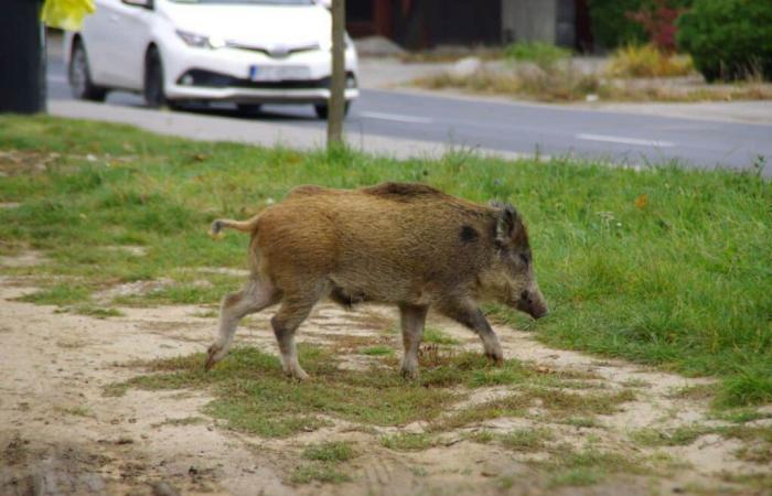 Faced with the urban invasion of wild boars in the Nevers sector, the prefect of Nièvre orders night shooting and administrative raids