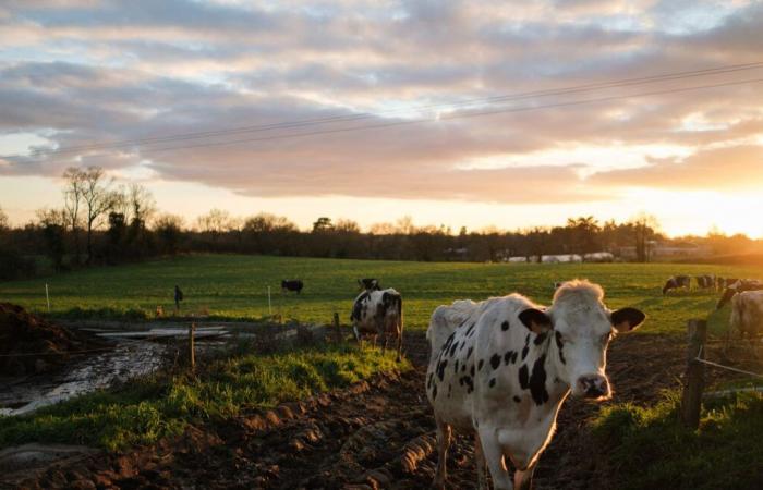 Abandoned by its breeder, a herd of cattle slaughtered “to guarantee animal welfare”