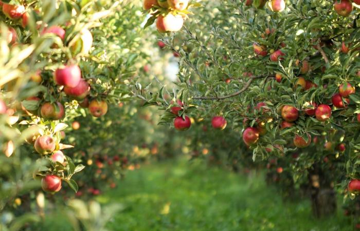 here are the 4 varieties to choose to avoid pesticides according to UFC-Que Choisir