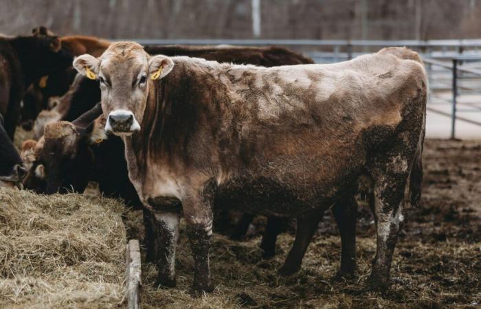 Cows and avian flu: transmission to humans is taking place