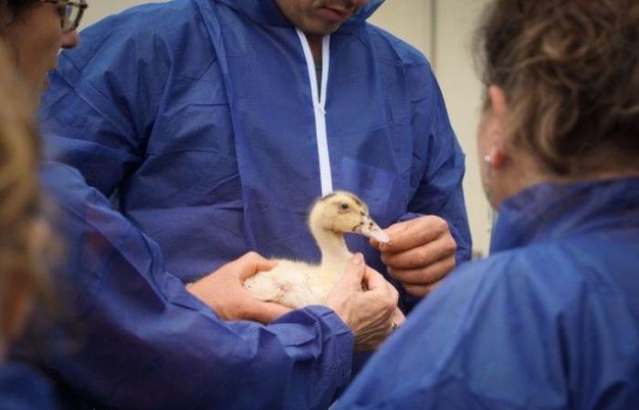 A first outbreak of Avian Influenza in the Landes