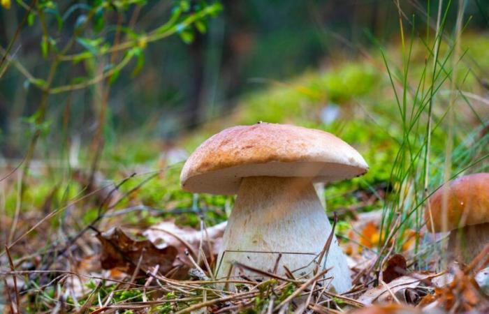 Mushroom picking: the rules to follow to avoid a very high fine