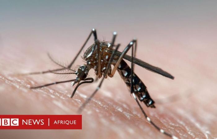 Fight against dengue fever: Deaf mosquitoes stop having sex