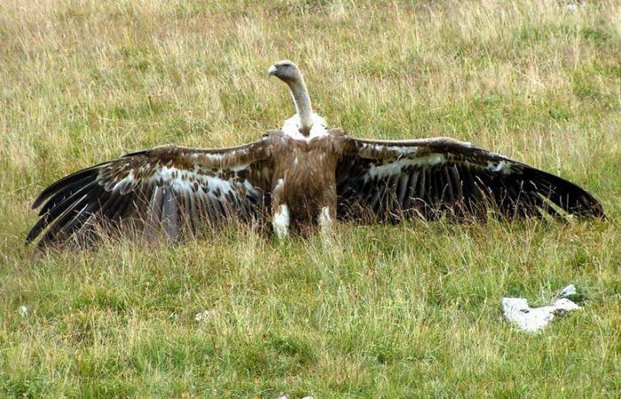 Faced with the griffon vulture, “solutions” which are debated in Aveyron in the face of the draft prefectural decree authorizing scaring shots