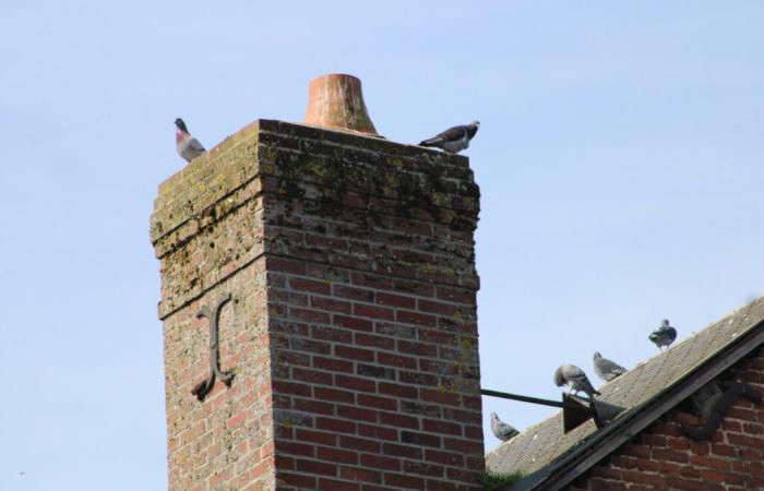 this town in Seine-Maritime hopes to get rid of pigeons