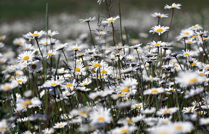 Do you know to what extent this very common plant can protect your garden from frost – Masculin.com