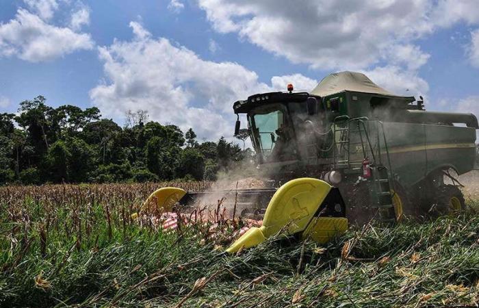 Agriculture is gaining importance in the Algerian economy