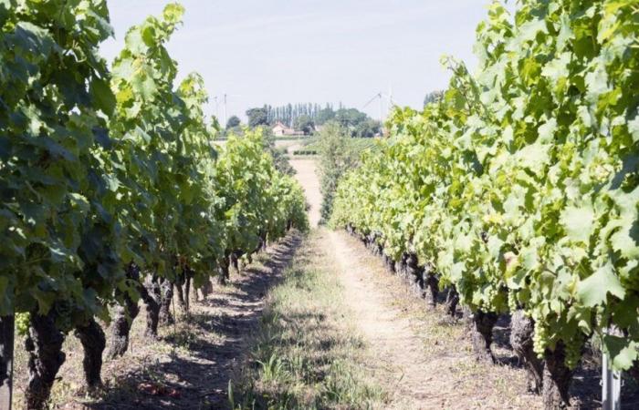 2024 wine production in France is expected to decline by 23% over one year