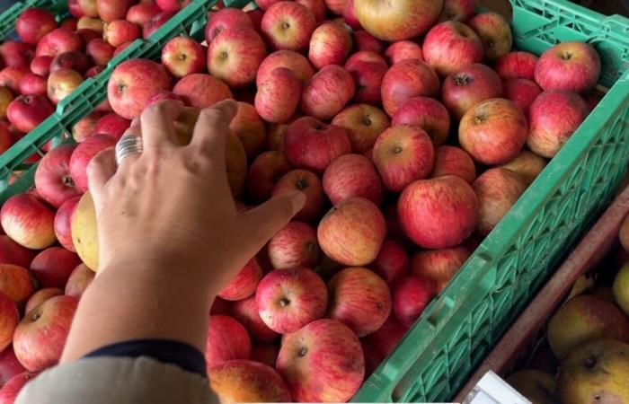 this town is looking for donations of apples for its solidarity sale of juice