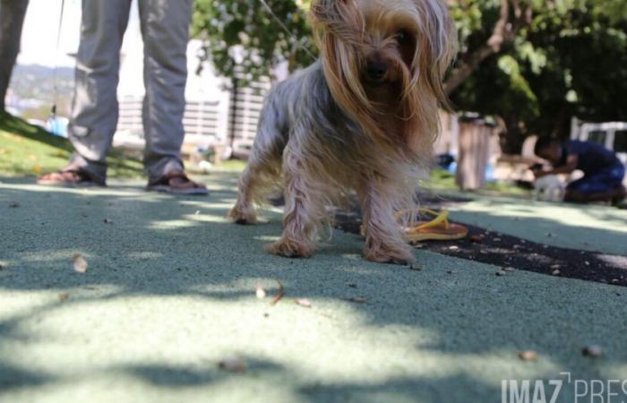 These dogs and cats who became kings in Reunion