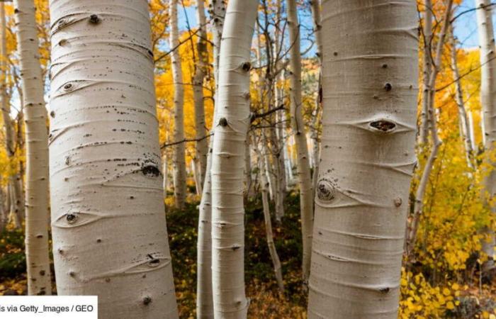 The tallest tree in the world is also one of the oldest living organisms on Earth.