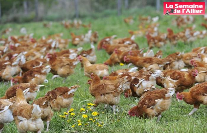 a first case of avian flu detected in a Bourbonnais village