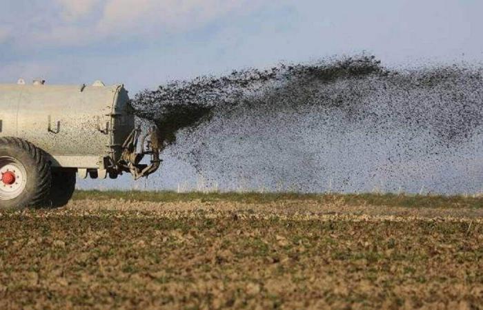 Agriculture is gaining importance in the Algerian economy