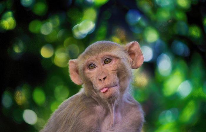 “Close your doors and windows”: 43 “nervous” monkeys escaped from a laboratory, police sound the alert