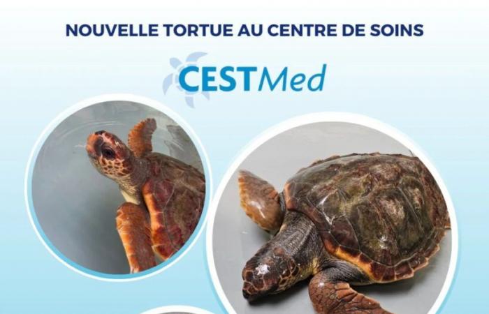 a new loggerhead turtle joins the CestMed care center