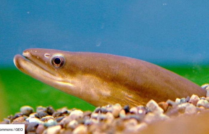 Exceptional images: Japanese eels manage to escape from the stomach of their predator