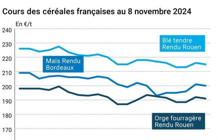 COTidienne | Cereals – Slight decline in wheat and corn prices, due to the rise of the euro against the dollar