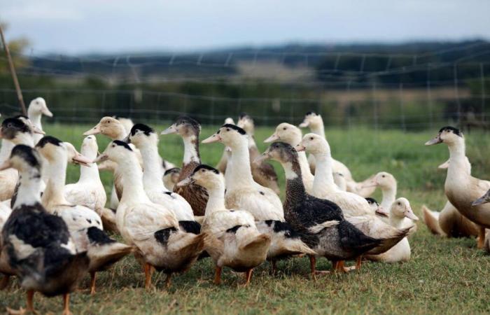 in the Landes, the re-confinement of web-footed birds between a “sledgehammer” and fatalism