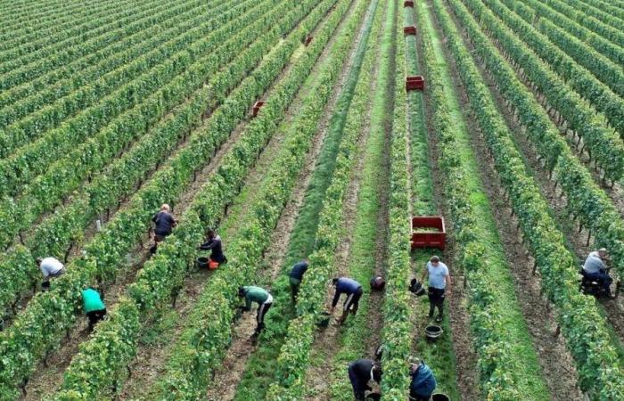 The 2024 harvest expected to decline by 23% in France due to weather conditions