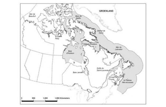 Pollutants harm the reproduction of orcas in the Atlantic, according to a study