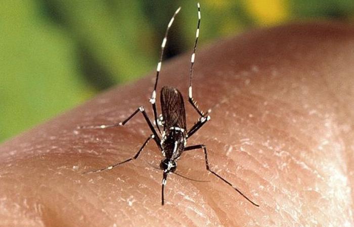 Three new cases of chikungunya, a new municipality affected