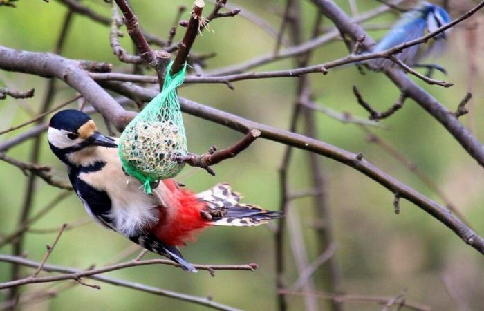 Feeding birds especially fattens traders