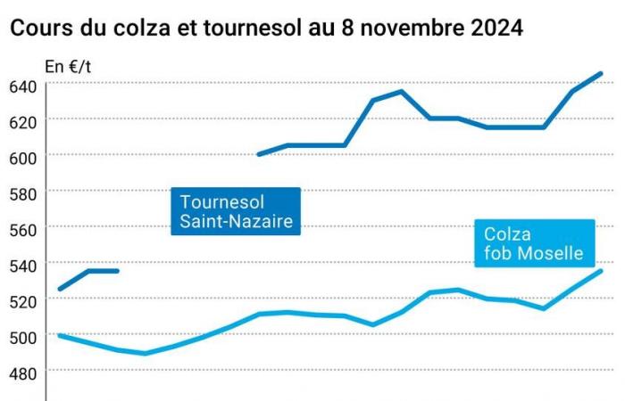 COTidienne | Oilseeds – Global demand for vegetable oils is driving up the prices of soya, palm, rapeseed and sunflower