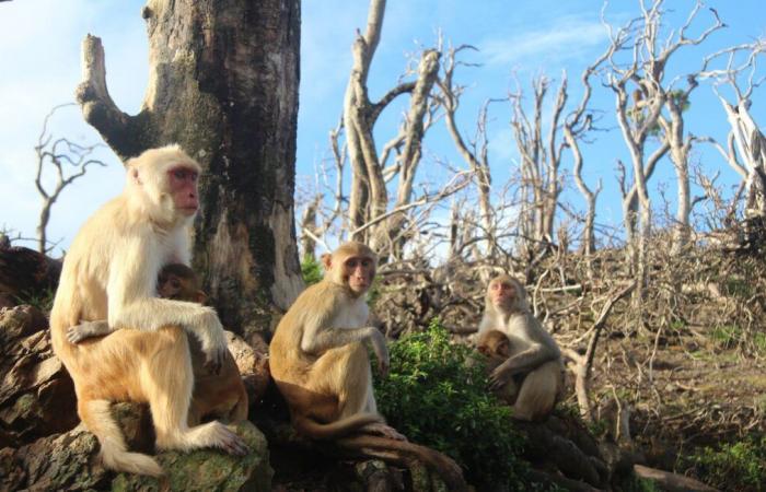 Around forty monkeys on the run after escaping from a laboratory