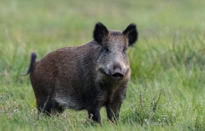 Unlike Toto. This is why Justice in Orne decided to euthanize this domesticated wild boar