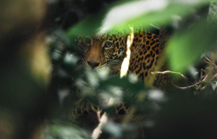 Guyana, living with the jaguar: document at the end of November on France 3.