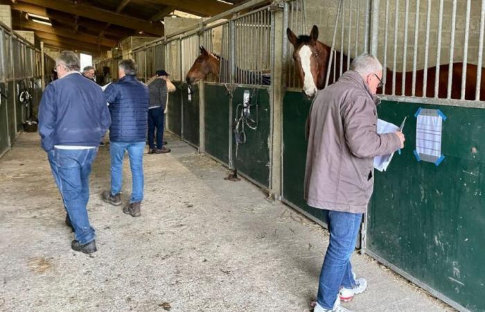 La Manche, an internationally recognized land of horse breeding