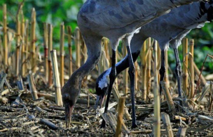 Family with the common crane – Le Petit Journal