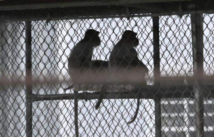 In the United States, police are actively searching for 43 macaques who escaped from a laboratory