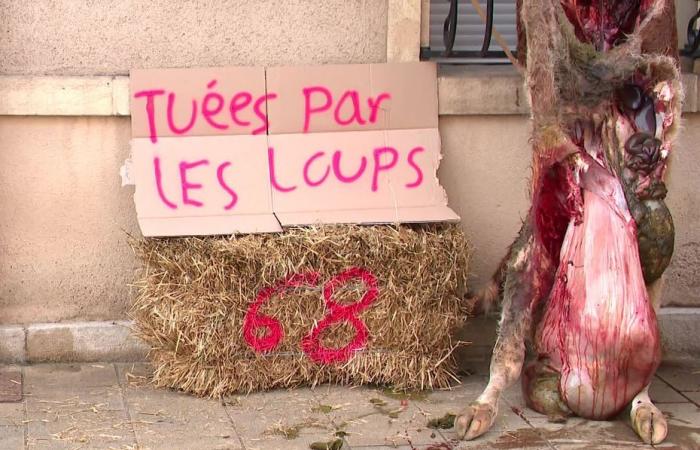 angry at the wolf, Doubs farmers leave the corpse of a heifer in front of the sub-prefecture