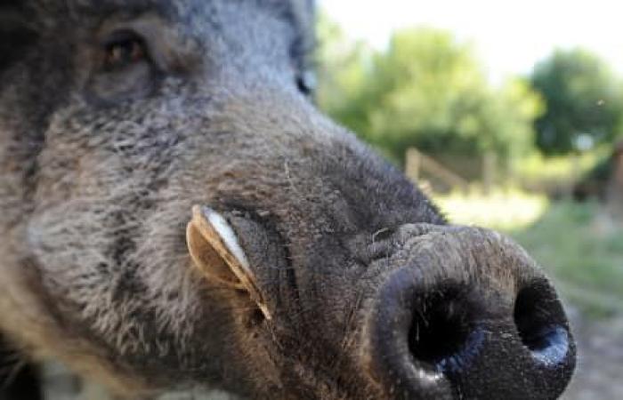 wild boars enter the courtyard of a nursery, children confined