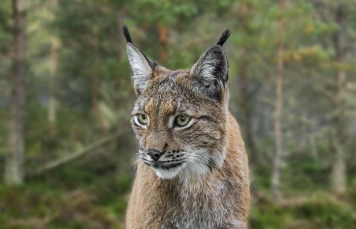 hunted, then reintroduced, the fascinating story of the feline's return to France