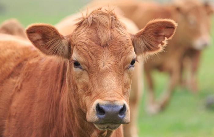 farmers tie a dead heifer to a sub-prefecture