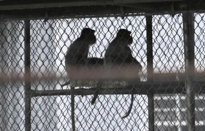 In the United States, police are actively searching for 43 macaques who escaped from a laboratory