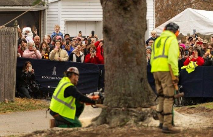 Massachusetts Norway Spruce arrives in NYC as Rockefeller Center Christmas Tree