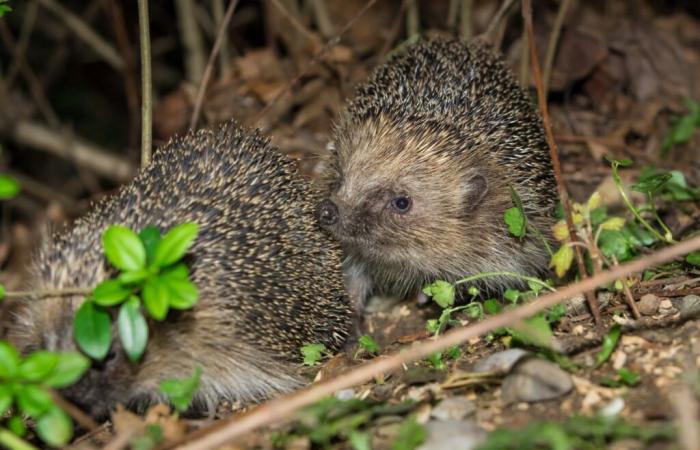 A few simple measures are enough to help hedgehogs whose numbers are declining