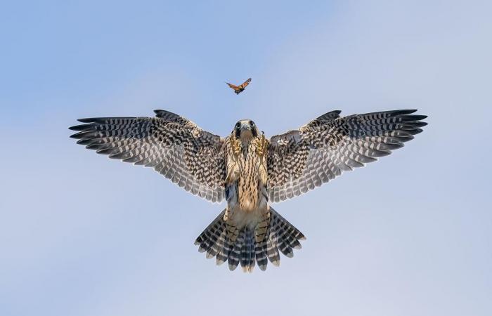 incredible photographs at the service of nature