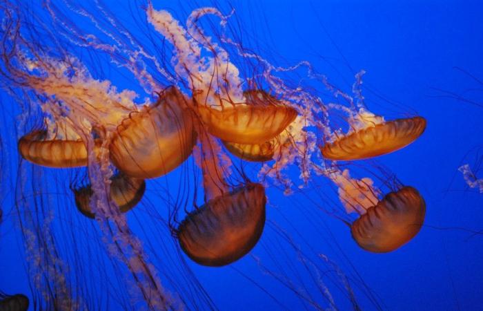 Jellyfish: harmful or useful?