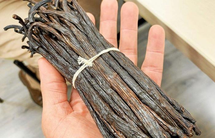 Vanilla in Brittany? Market gardeners from Côtes-d’Armor did it