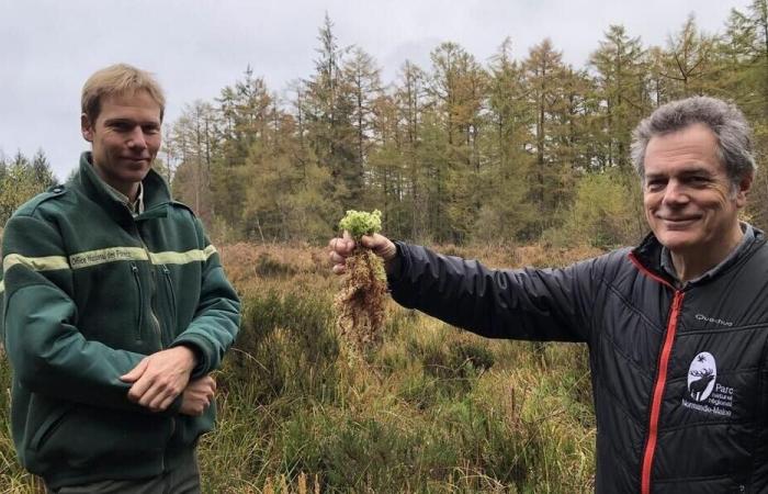 In Orne, we protect peatlands, which can capture carbon