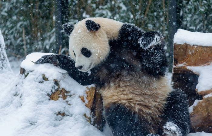 baby pandas from the Belgian zoo Pairi Daiza will go to China