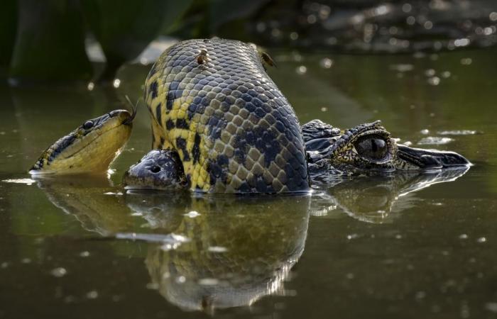 incredible photographs at the service of nature